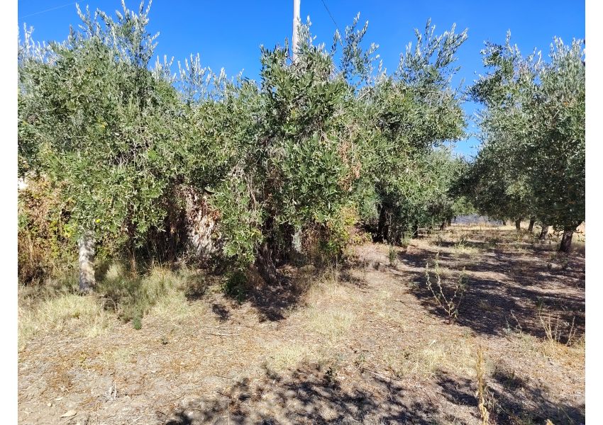 Terreno agricolo in vendita a Vasto - C.DE SPARSE