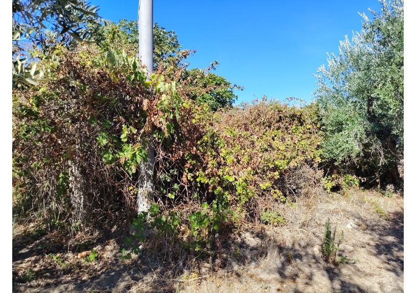 Terreno agricolo in vendita a Vasto - C.DE SPARSE