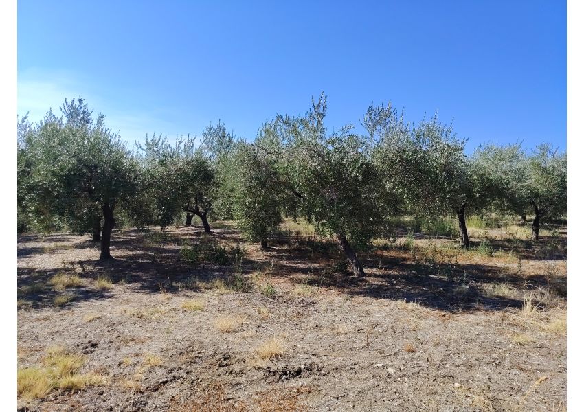 Terreno agricolo in vendita a Vasto - C.DE SPARSE