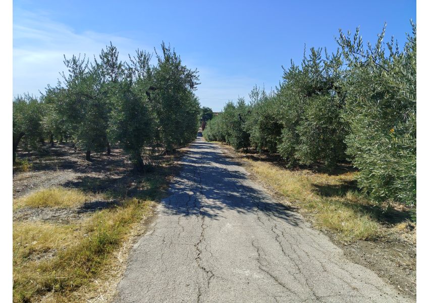 Terreno agricolo in vendita a Vasto - C.DE SPARSE