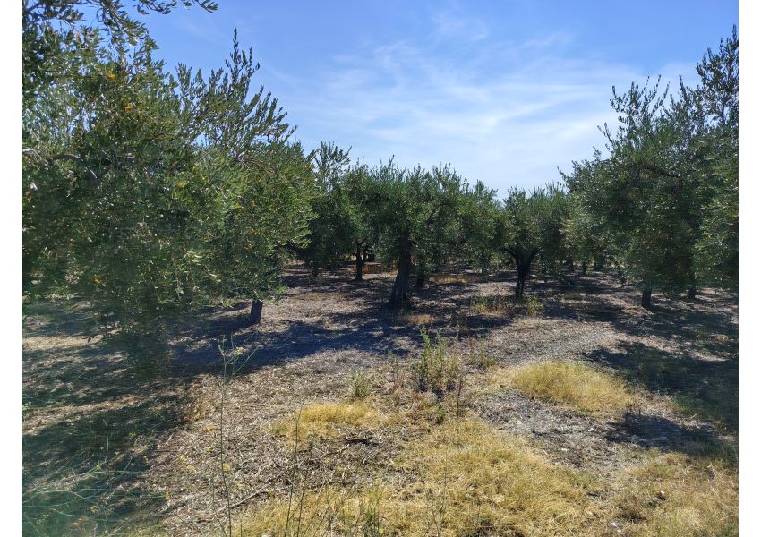 Terreno agricolo in vendita a Vasto - C.DE SPARSE