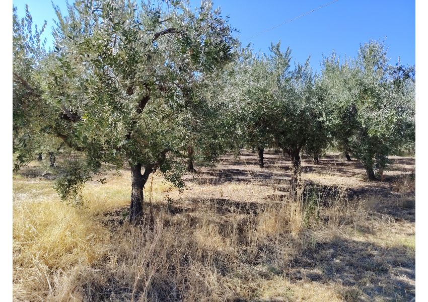 Terreno agricolo in vendita a Vasto - C.DE SPARSE